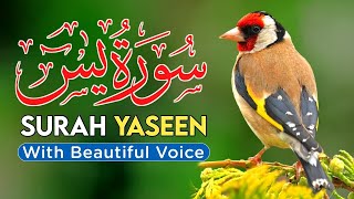 Surah Yasin Yaseen Full  سورۃ یس Surah Yasin Full  تلاوة رائعة لسورة يس  Beautiful Quran [upl. by Lubet433]