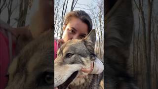 Rescuing A Wolf Dog l The Dodo [upl. by Warren]