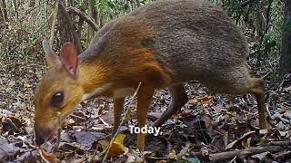 Meet The Chevrotain [upl. by Jaffe]