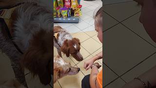 Two Adorable Dogs Visit Our Store  Unexpected Visitors [upl. by Sirovat]