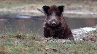 Wildschweine beim Maishäckseln Polowanie Sauen im Mais [upl. by Knowle642]