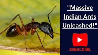 Watch the Indian black ant Camponotus compressus in action as it marches with precision🐜 [upl. by Deragon]