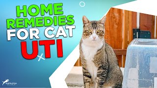 Home Remedies for Cat UTI [upl. by Koenig]