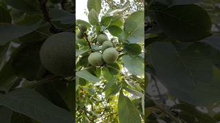 💥France ல வீட்லயே வளரும் வால்நட் மரம் ⁉️😱 shortsfeed shorts gardening walnut [upl. by Madeline]