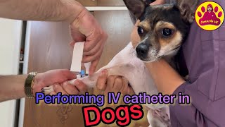 Performing IV catheter in this Dog [upl. by Latsyk]