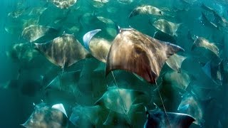 Stingray Migration Swarms Couple In Mexico [upl. by Ire645]