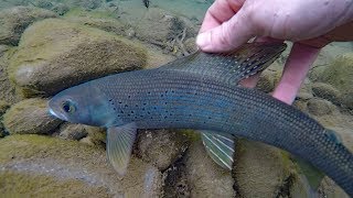 How to catch grayling  Fishing for arctic grayling  fly fishing and spinning [upl. by Eenar247]