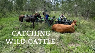 Catching wild cattle in Central Qld Australia [upl. by Edyak]