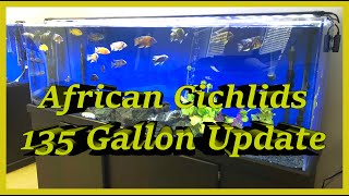 Update on the 135 G African Cichlid tank COLORFUL FULLGROWN MALES [upl. by Anahahs]