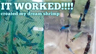 I Mixed Different Colors of Shrimp and Created My Dream Shrimp [upl. by Marysa]