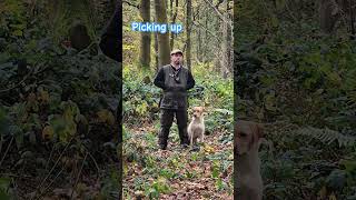 Picking up on a pheasant shoot gundog dog gundogtraining puppy [upl. by Ecirpak]