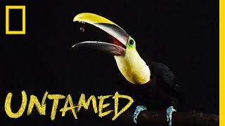 YellowThroated Toucan  Untamed [upl. by Gustave]