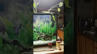 angelfish aquascape [upl. by Grae]