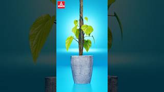 Seed Germination कैसे होते है Learn in 3D  Class 12 Biology upboardhindimedium [upl. by Hennebery]