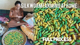 Silkworm farming at homeFull process [upl. by Brie]