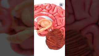 Human Brain  Exploded View [upl. by Honan619]