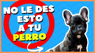 🚫¡CUIDADO No le des éstos alimentos a tu perro🚫 [upl. by Seena872]