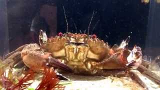 Vicious velvet swimming crab attacks in slowmo [upl. by Poock]