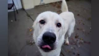 Introducing Bear the Great Pyrenees [upl. by Neenahs]