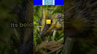 Meet Madagascars Quirky Spiny Mammal [upl. by Sylado]