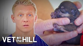 Chihuahua Puppy Cannot Eat Or Drink Properly  S3E25  Vet On The Hill [upl. by Assira452]