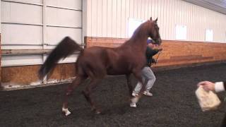 Gomez  American Saddlebred Stallion [upl. by Demmahom196]