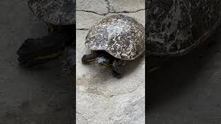 parati tortuga tortugas nationalgeographic naturaleza elsalvador viralvideo fyp [upl. by Toile]