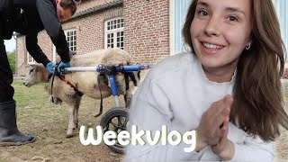 Ochtendroutine van de dierenopvang amp familiefeestjes  WEEKVLOG [upl. by Sherurd]