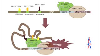 36高校生物「遺伝子の発現調節〜真核生物編〜」2022 [upl. by Bertha548]