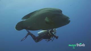 Top 10 Most Awesome Scuba Diving Spots Ever [upl. by Yetah]