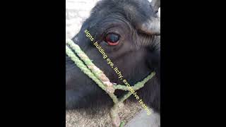 Chemosis in buffalo vetstudent cow dairyfarming animal veterinaryclinic cowdisease vets vet [upl. by Occir]