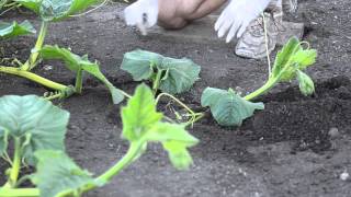 Grow Big Pumpkins  Vine Burying Pollination Vine Training [upl. by Worra]