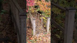 Autumn Bridge autumnfoliage autumncolors [upl. by Cormack]