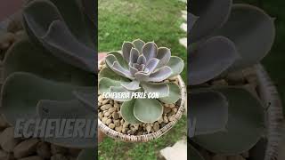 Echeveria Perle Von amorporlasplantas ymás suculentasdesol [upl. by Suoirad987]