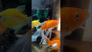 Aquarium lovers please like 🐟🐠 shark amazingfacts factsinhindi ytshorts subscribe [upl. by Matti729]