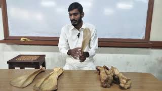 lecture  29How to Identify sideRight or leftof bonesforelimbVeterinary Anatomy in HindiUrdu [upl. by Gustave59]