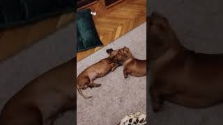 Dog fighting dog dogs dogshorts dachshund [upl. by Syman332]