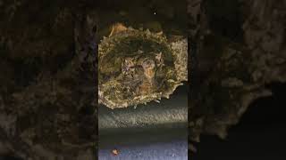 Alligator Snapping Turtle Head Scratches Shedding share trending shorts amazing new turtle [upl. by Letnoj289]