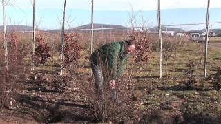 Winterschnitt von im Frühling blühenden Sträuchern [upl. by Catlin574]