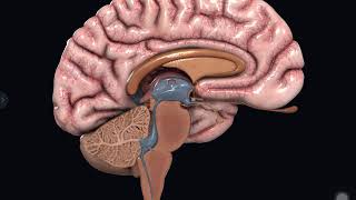 ANIMATED VIDEO OF CORPUS CALLOSUM [upl. by Anauqal]