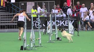 Winner small dogs individual FCI dog agility world championship South Africa 2013 [upl. by Quince]