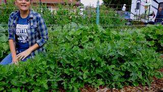 Extend your arugula harvest period with this trick [upl. by Niraa]