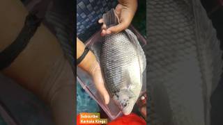 Biggest black giant gourami fish catching India aquarium monster fish 🐠 fish fishing shortsvideo [upl. by Drogin]