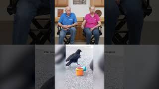 Dr Pol Reacts  You Wont Believe How Smart This Crow Is 🦅🤯 [upl. by Carroll]