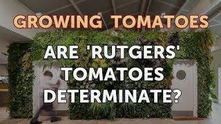 Are Rutgers Tomatoes Determinate [upl. by Notsnhoj868]