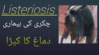 Listeriosis  chakri ki bimari دماغ کا کیڑا بکری کو لقوا ہو گیا [upl. by Lexa]