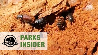 Spruce bark beetle in Kluane National Park and Reserve [upl. by Anibur]