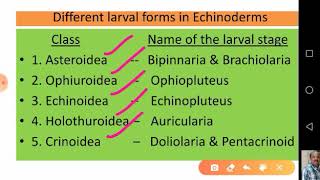 Echinoderm Larvae and their Significance [upl. by Knowling840]