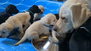 Goldador Puppies are being watched over by Mom and Dad dog very sweet 😍 [upl. by Moulden]