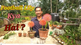 Football Lily ya Ball Lily ko Bulb see Kaise Grow Kare [upl. by Cordi963]